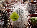 Нажмите на изображение для увеличения.

Название:	Echinocereus russanthus v.neocapillus.JPG
Просмотров:	150
Размер:	113.1 Кб
ID:	353000