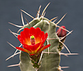 Нажмите на изображение для увеличения.

Название:	Echinocereus triglochidiatus.jpg
Просмотров:	135
Размер:	202.4 Кб
ID:	353022