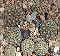 Нажмите на изображение для увеличения.

Название:	Gymnocalycium bruchii BKS99.JPG
Просмотров:	468
Размер:	223.6 Кб
ID:	353029