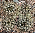 Нажмите на изображение для увеличения.

Название:	Gymnocalycium bruchii eltrebolense WP76.100 Villa Carmen SL.JPG
Просмотров:	435
Размер:	240.0 Кб
ID:	353030