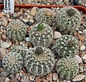 Нажмите на изображение для увеличения.

Название:	Gymnocalycium bruchii niveum GN1140.JPG
Просмотров:	471
Размер:	241.0 Кб
ID:	353031