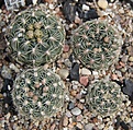 Нажмите на изображение для увеличения.

Название:	Gymnocalycium bruchii P506.JPG
Просмотров:	446
Размер:	212.0 Кб
ID:	353032