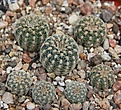 Нажмите на изображение для увеличения.

Название:	Gymnocalycium bruchii pawlovsky GN751.3147.JPG
Просмотров:	434
Размер:	225.7 Кб
ID:	353033