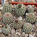 Нажмите на изображение для увеличения.

Название:	Gymnocalycium bruchii pawlovsky VG545.JPG
Просмотров:	455
Размер:	226.3 Кб
ID:	353034