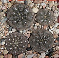 Нажмите на изображение для увеличения.

Название:	Gymnocalycium frankianum VoS812.JPG
Просмотров:	406
Размер:	248.0 Кб
ID:	353036