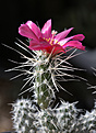 Нажмите на изображение для увеличения.

Название:	Pterocactus_fischeri_VV-012_Ruta_Ranguil.jpg
Просмотров:	112
Размер:	227.4 Кб
ID:	353037