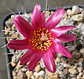 Нажмите на изображение для увеличения.

Название:	Pterocactus_fischeri_VV-012_Ruta_Ranguil_.jpg
Просмотров:	113
Размер:	198.7 Кб
ID:	353038