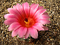 Нажмите на изображение для увеличения.

Название:	Notocactus submammulosus v. minor.JPG
Просмотров:	169
Размер:	143.4 Кб
ID:	353046
