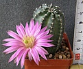 Нажмите на изображение для увеличения.

Название:	Echinocereus_pulchellus_350p
Просмотров:	358
Размер:	168.1 Кб
ID:	353078