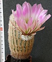 Нажмите на изображение для увеличения.

Название:	Echinocereus_pectinatus_1000p
Просмотров:	366
Размер:	231.6 Кб
ID:	353079