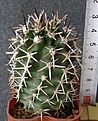 Нажмите на изображение для увеличения.

Название:	Echinocereus_fendleri_kuenzleri_350p
Просмотров:	355
Размер:	182.9 Кб
ID:	353080