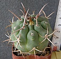 Нажмите на изображение для увеличения.

Название:	Gymnocalycium_sp._200p
Просмотров:	337
Размер:	194.6 Кб
ID:	353081