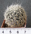 Нажмите на изображение для увеличения.

Название:	Sulcorebutia_hertusii_aureocapillata_VS339_300p
Просмотров:	350
Размер:	195.9 Кб
ID:	353088