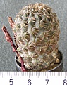 Нажмите на изображение для увеличения.

Название:	Sulcorebutia_taratensis_AND012_300p
Просмотров:	364
Размер:	233.7 Кб
ID:	353089