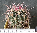Нажмите на изображение для увеличения.

Название:	Echinocactus_polycephalus_Lz023_1000p
Просмотров:	362
Размер:	202.3 Кб
ID:	353091