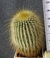 Нажмите на изображение для увеличения.

Название:	Eriocactus_leninghausii_200p
Просмотров:	374
Размер:	199.3 Кб
ID:	353093