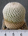 Нажмите на изображение для увеличения.

Название:	Epithelantha_micromeris_SB1327_250p
Просмотров:	361
Размер:	171.8 Кб
ID:	353095