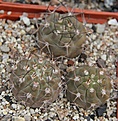 Нажмите на изображение для увеличения.

Название:	Pyrrhocactus megliolii KH0360.JPG
Просмотров:	144
Размер:	230.7 Кб
ID:	353105