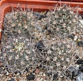 Нажмите на изображение для увеличения.

Название:	Pyrrhocactus megliolii WR559..JPG
Просмотров:	143
Размер:	224.2 Кб
ID:	353106