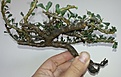 Нажмите на изображение для увеличения.

Название:	Sarcocaulon vanderitiae 3500.jpg
Просмотров:	208
Размер:	121.9 Кб
ID:	353110