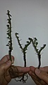 Нажмите на изображение для увеличения.

Название:	Sarcocaulon vanderitiae 800.jpg
Просмотров:	224
Размер:	73.3 Кб
ID:	353111