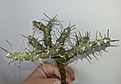 Нажмите на изображение для увеличения.

Название:	2 Sarcocaulon pattersonii 4500.jpg
Просмотров:	199
Размер:	100.1 Кб
ID:	353113