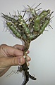 Нажмите на изображение для увеличения.

Название:	2Sarcocaulon pattersonii 4500.jpg
Просмотров:	221
Размер:	102.6 Кб
ID:	353114