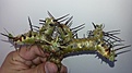 Нажмите на изображение для увеличения.

Название:	Sarcocaulon herrei  4500.jpg
Просмотров:	193
Размер:	99.2 Кб
ID:	353115