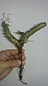 Нажмите на изображение для увеличения.

Название:	1Sarcocaulon pattersonii 2300.jpg
Просмотров:	194
Размер:	66.3 Кб
ID:	353116