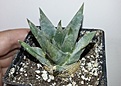 Нажмите на изображение для увеличения.

Название:	Ariocarpus trigonus 8лет 1000.jpg
Просмотров:	195
Размер:	151.7 Кб
ID:	353118