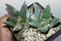 Нажмите на изображение для увеличения.

Название:	ariocarpus-retusus 1000.jpg
Просмотров:	192
Размер:	150.0 Кб
ID:	353119
