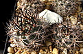 Нажмите на изображение для увеличения.

Название:	PYRRHOCACTUS spec. VG-240a...jpg
Просмотров:	134
Размер:	238.6 Кб
ID:	353133