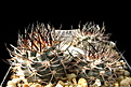 Нажмите на изображение для увеличения.

Название:	PYRRHOCACTUS spec. VG-240a.jpg
Просмотров:	137
Размер:	190.3 Кб
ID:	353134
