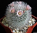 Нажмите на изображение для увеличения.

Название:	Mammillaria bocasana v. roseiflora.JPG
Просмотров:	137
Размер:	198.1 Кб
ID:	353155