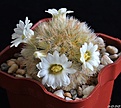 Нажмите на изображение для увеличения.

Название:	Mammillaria carmenae.JPG
Просмотров:	153
Размер:	170.8 Кб
ID:	353157