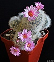 Нажмите на изображение для увеличения.

Название:	Mammillaria carmenae х laui.JPG
Просмотров:	163
Размер:	219.3 Кб
ID:	353158