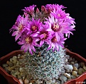 Нажмите на изображение для увеличения.

Название:	Mammillaria zeilmanniana JPG
Просмотров:	149
Размер:	200.9 Кб
ID:	353159