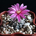 Нажмите на изображение для увеличения.

Название:	Gymnocalycium bruchii.JPG
Просмотров:	142
Размер:	214.3 Кб
ID:	353163