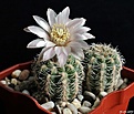 Нажмите на изображение для увеличения.

Название:	Gymnocalycium bruchii.JPG
Просмотров:	130
Размер:	176.7 Кб
ID:	353166