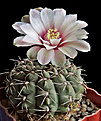 Нажмите на изображение для увеличения.

Название:	Gymnocalycium baldianum.JPG
Просмотров:	127
Размер:	248.8 Кб
ID:	353178