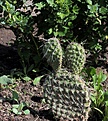 Нажмите на изображение для увеличения.

Название:	Opuntia polyacantha_9.5.15.JPG
Просмотров:	435
Размер:	173.8 Кб
ID:	353193