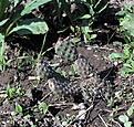 Нажмите на изображение для увеличения.

Название:	untia Х fragilis “Freiberger”_5.15.JPG
Просмотров:	425
Размер:	166.0 Кб
ID:	353194