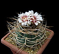 Нажмите на изображение для увеличения.

Название:	Gymnocalycium cardenasianum_.jpg
Просмотров:	418
Размер:	122.7 Кб
ID:	353195