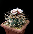 Нажмите на изображение для увеличения.

Название:	Gymnocalycium cardenasianum_2.jpg
Просмотров:	390
Размер:	106.6 Кб
ID:	353196