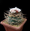 Нажмите на изображение для увеличения.

Название:	Gymnocalycium cardenasianum_2.jpg
Просмотров:	354
Размер:	106.6 Кб
ID:	353196