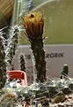 Нажмите на изображение для увеличения.

Название:	DSC04228.JPG
Просмотров:	303
Размер:	64.3 Кб
ID:	353201