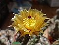 Нажмите на изображение для увеличения.

Название:	DSC04247.JPG
Просмотров:	298
Размер:	130.9 Кб
ID:	353203