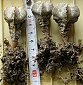 Нажмите на изображение для увеличения.

Название:	Astrophytum_myriostigma_ONZUKA_300p
Просмотров:	338
Размер:	218.1 Кб
ID:	353208