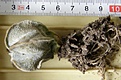 Нажмите на изображение для увеличения.

Название:	Astrophytum_coahuilense_250
Просмотров:	337
Размер:	175.5 Кб
ID:	353210