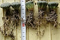 Нажмите на изображение для увеличения.

Название:	Astrophytum_asterias_150p
Просмотров:	351
Размер:	196.4 Кб
ID:	353237